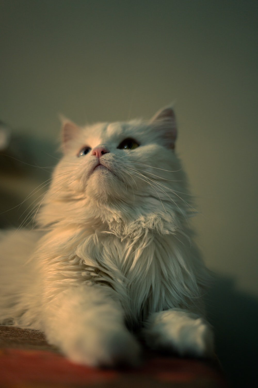 Best 500 Persian Cat Pictures Download Free Images on