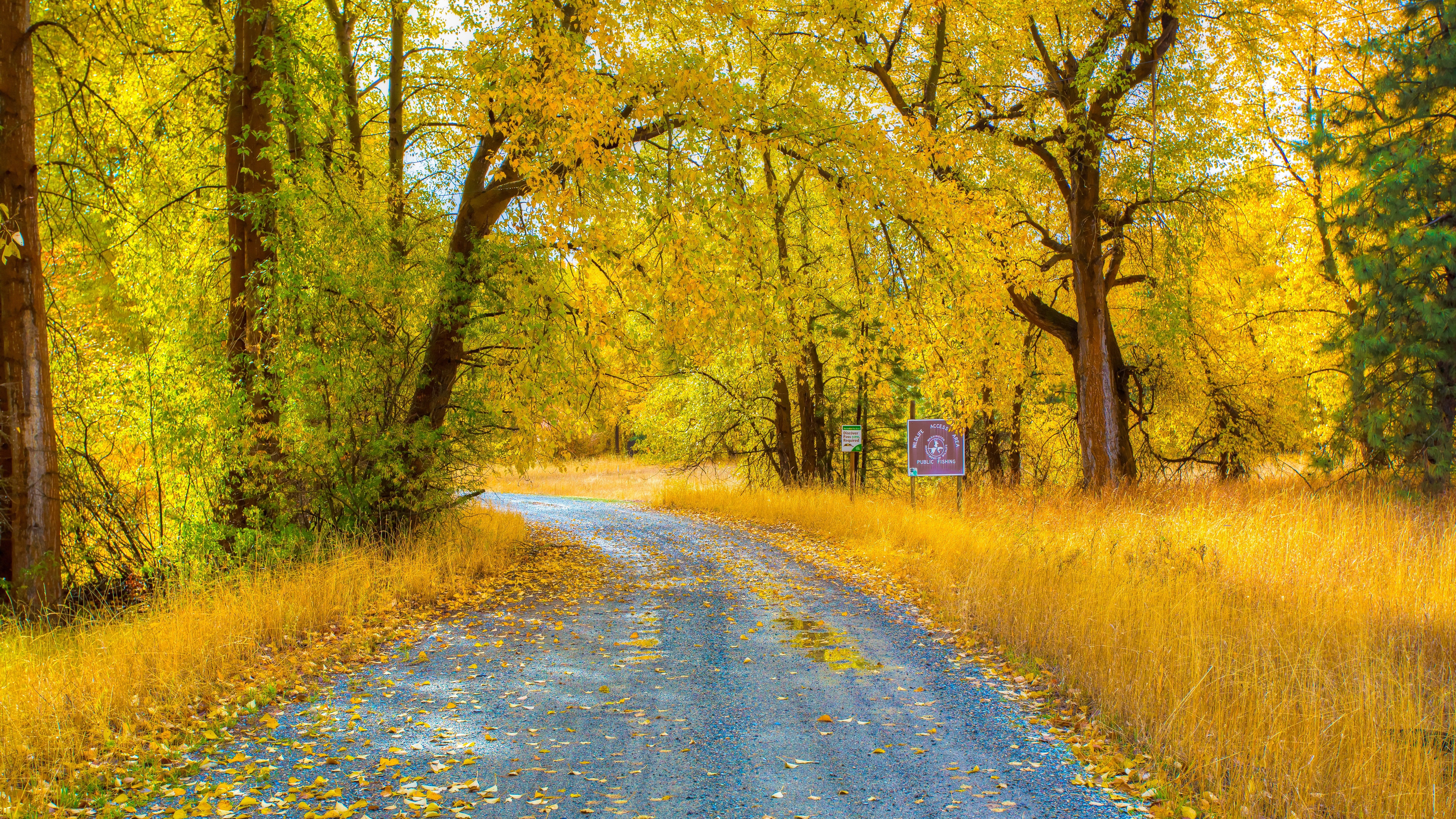 A winding gravel road through a vibrant autumn forest, with golden leaves covering the trees and ground