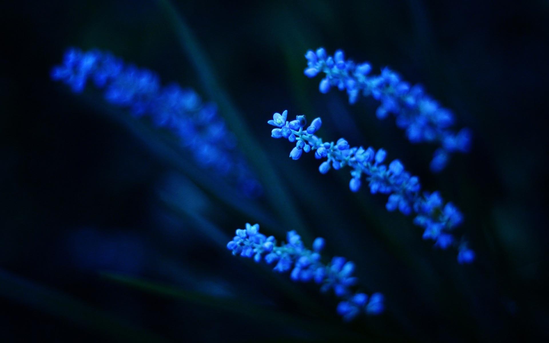 File Name Stunning Blue Flowers Wallpaper Jpg