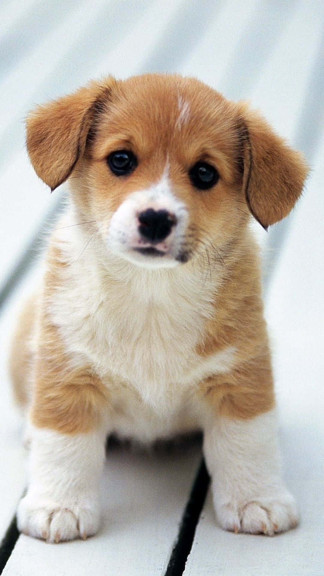 Dog Aesthetic Wallpaper