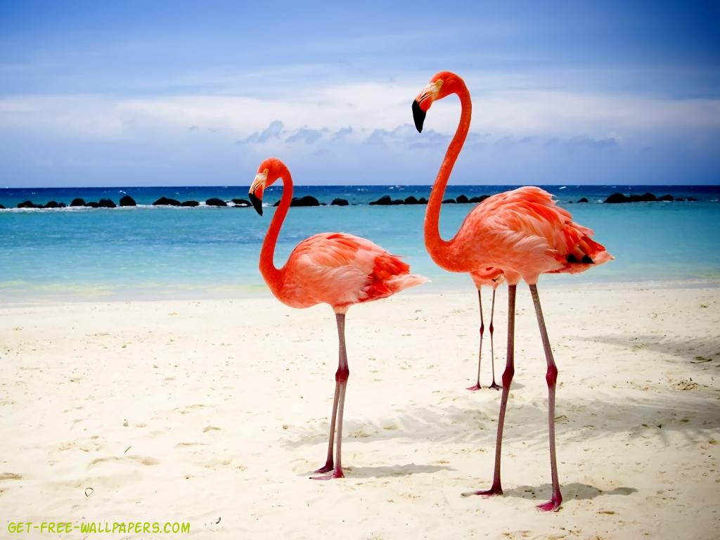 26 Cute Flamingo Desktop Wallpapers  WallpaperSafari