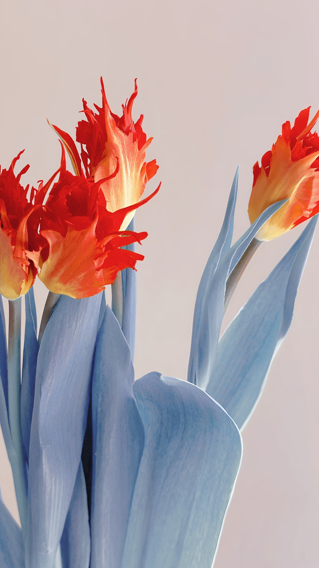 Red Flowers Wallpaper 4k Aesthetic 5k Xiaomi Stock