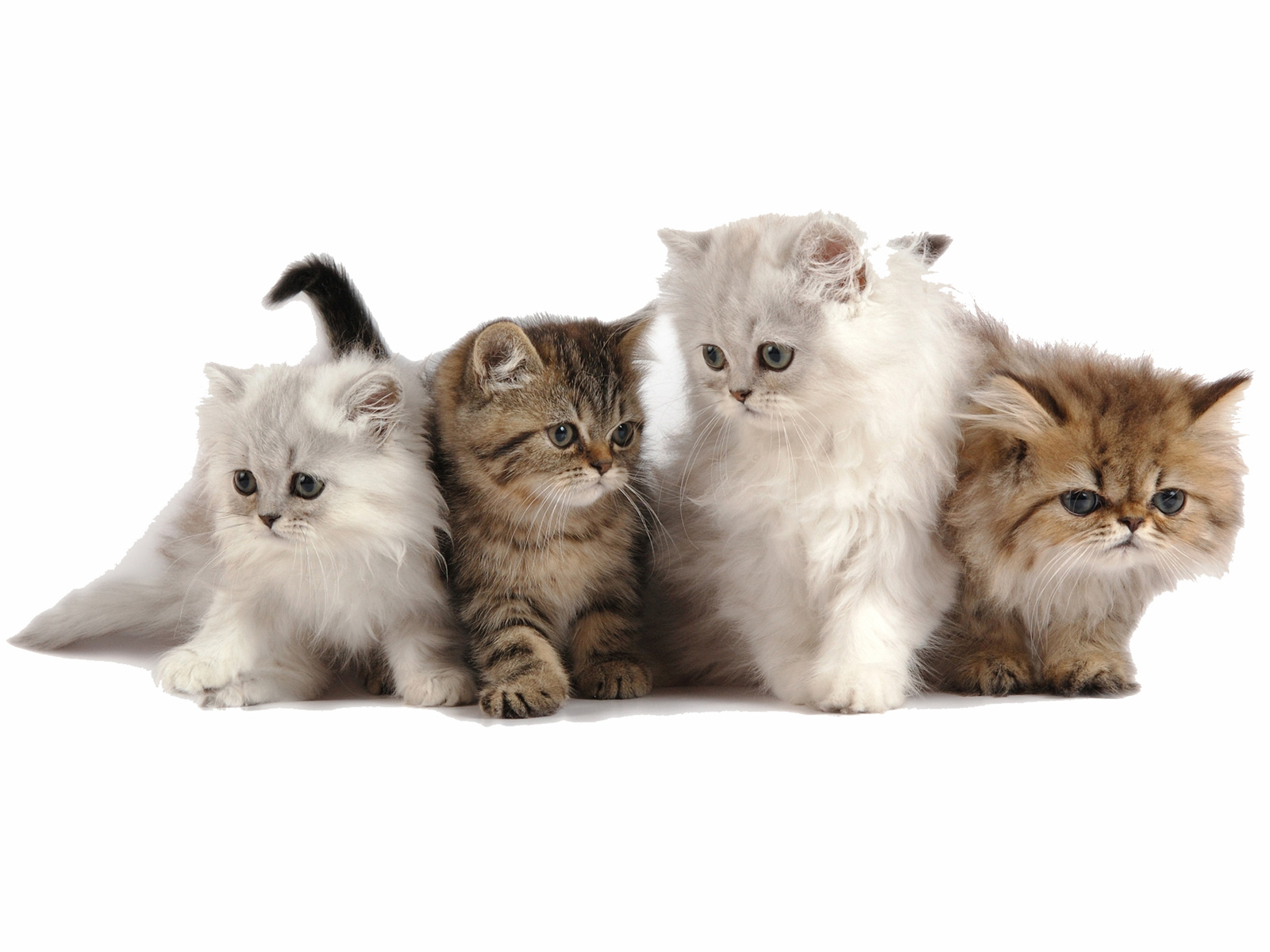 Cute Persian Kittens Puter Desktop Wallpaper