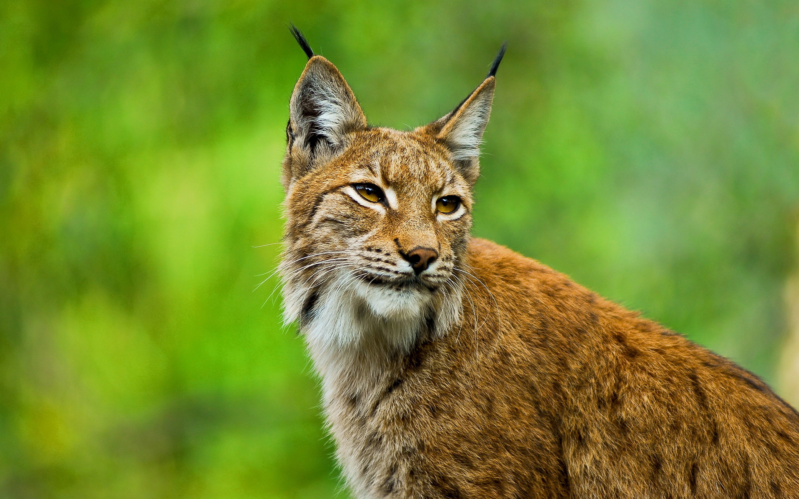 Lynx European Face Ears Eyes Brushes Whiskers Wild Cat Jpg