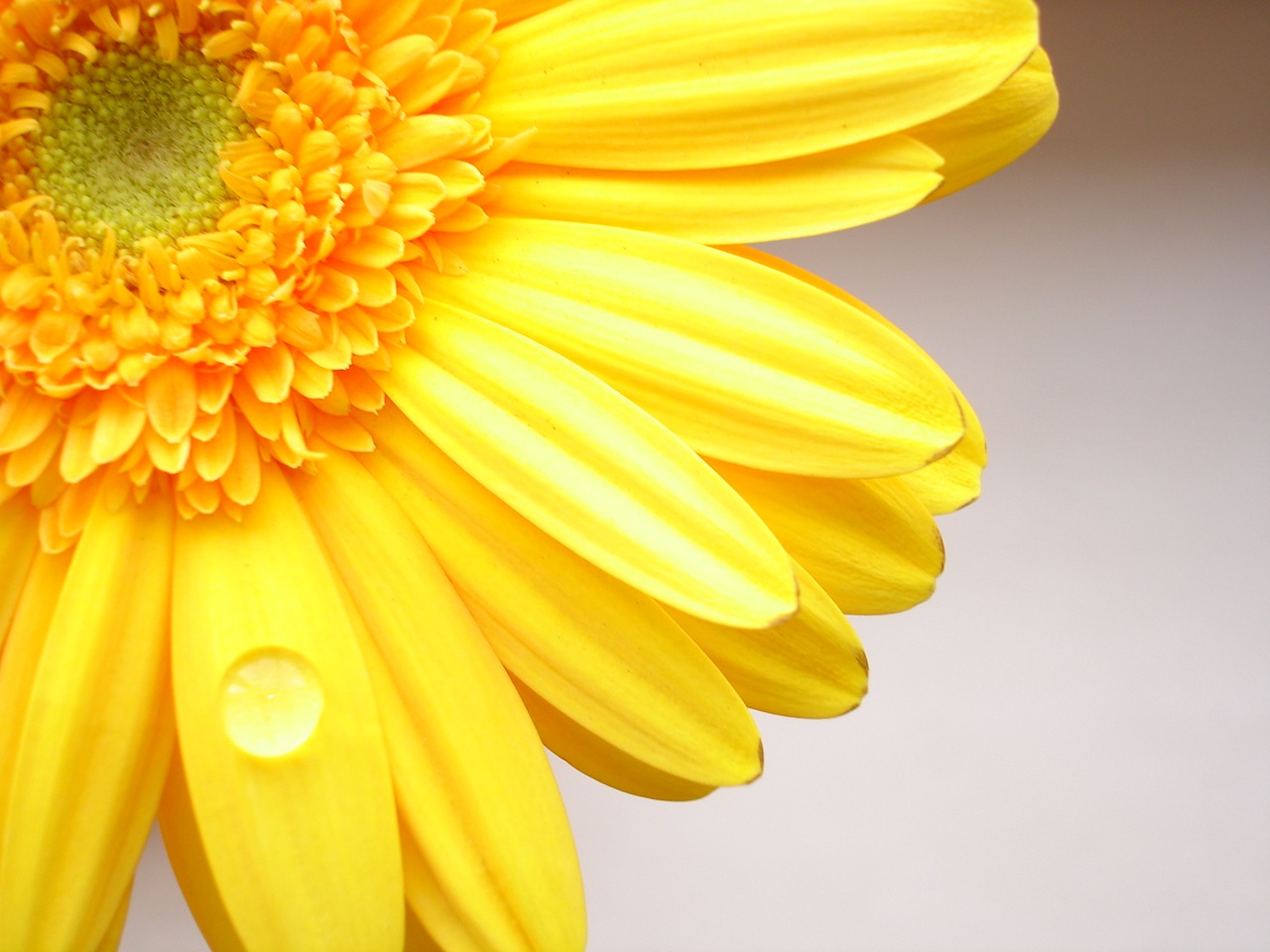 Yellow Color Flower Wallpaper