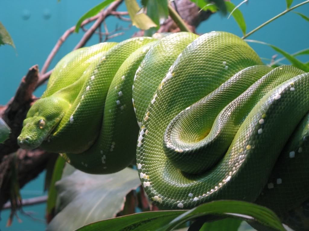 My Toroool HD Wallpaper Of Green Snake