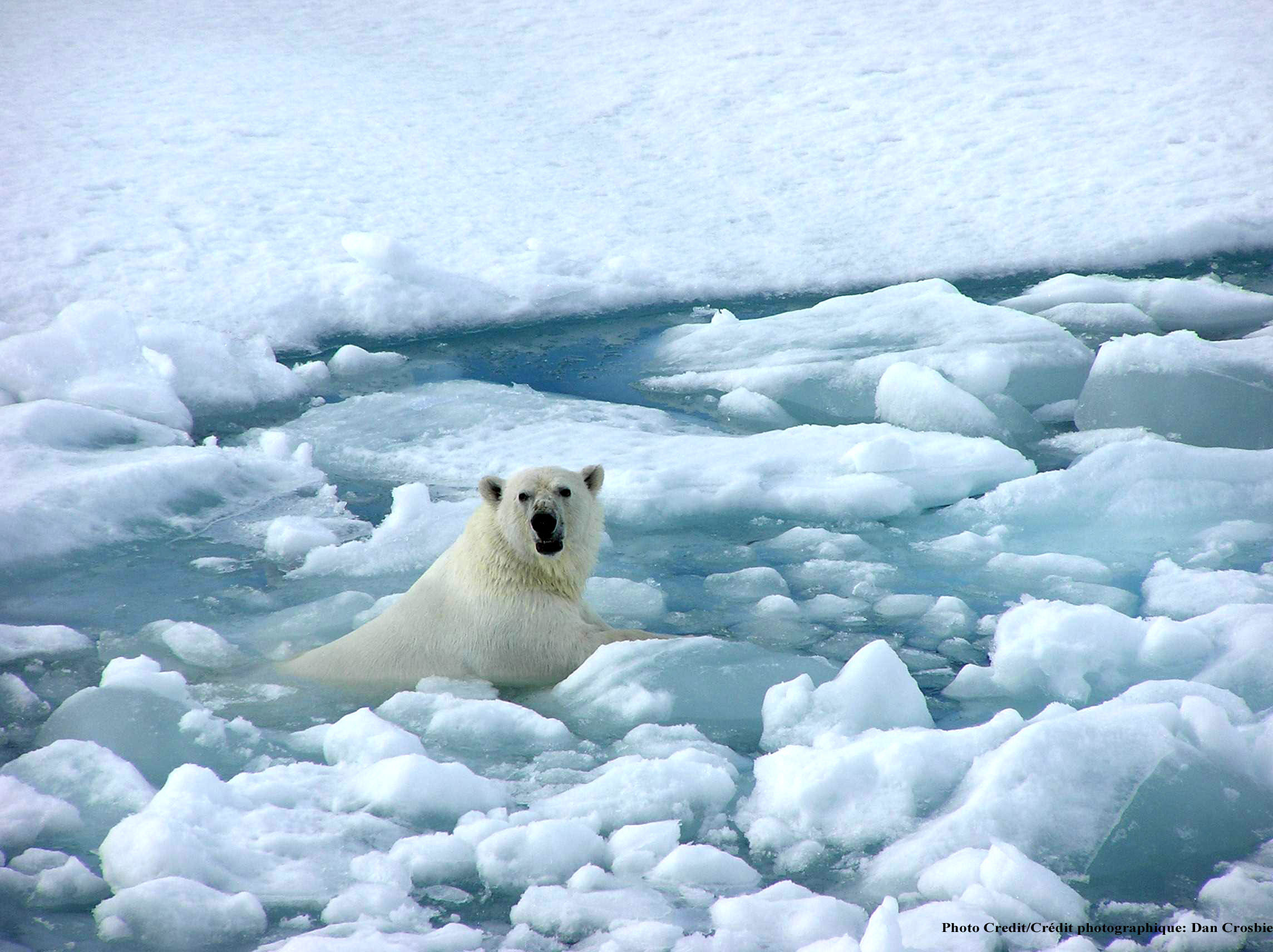 Arctic Sea Ice Polar Bear HD Wallpaper Animals