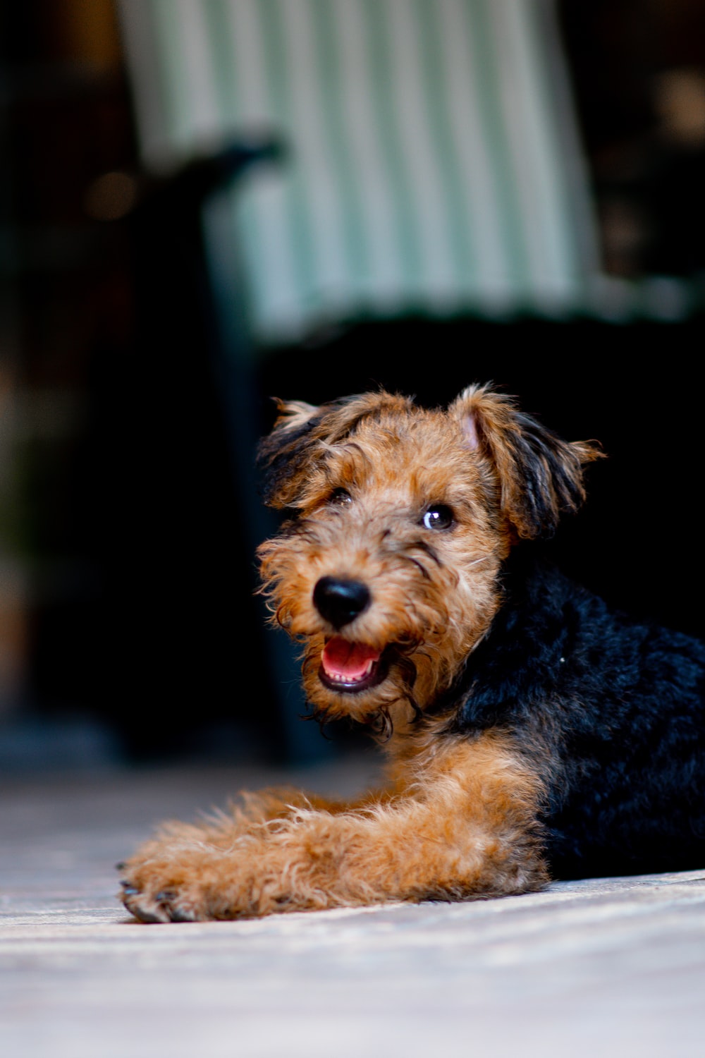 Airedale Terrier Pictures Image