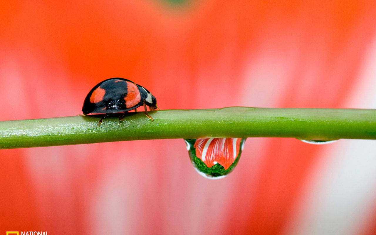 Spring rain ladybug Animal Wallpapers   Free download wallpapers