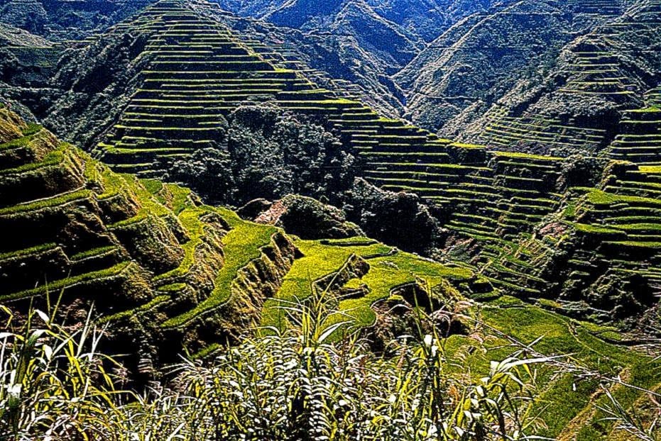 Rice Terraces Philippines Wallpaper Full HD Wallpapers 931x622