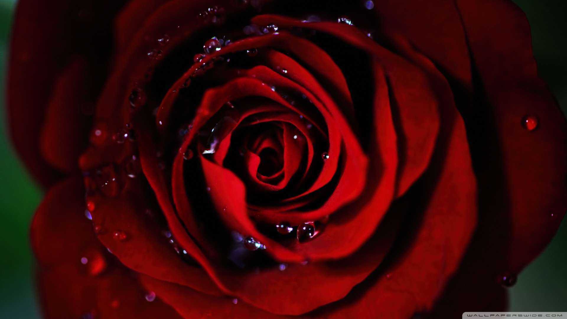 Wallpaper Dark Red Rose 1080p HD Upload At December