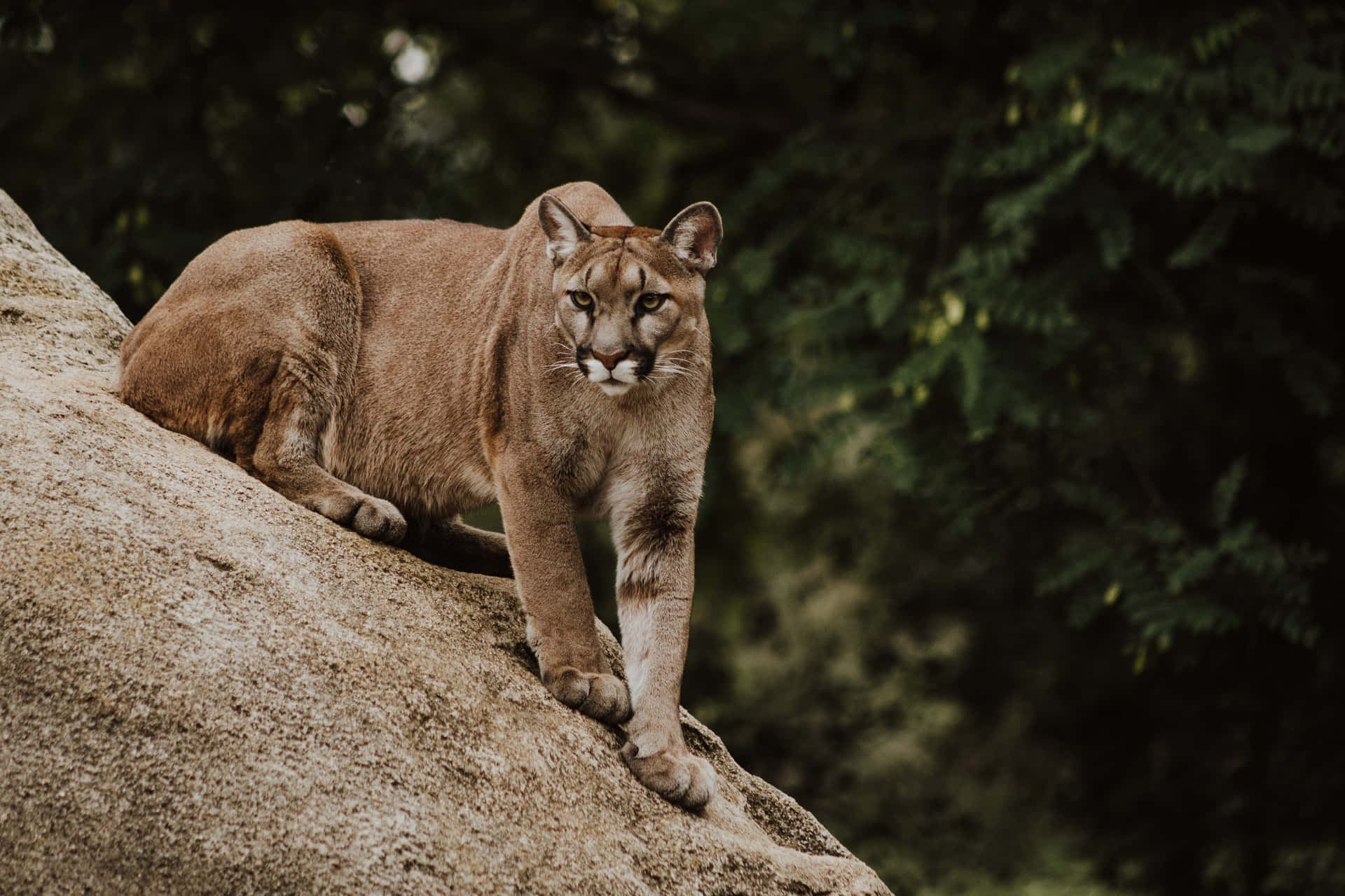 Lioness Um4ikcrq6rbg7alp Wallpaper