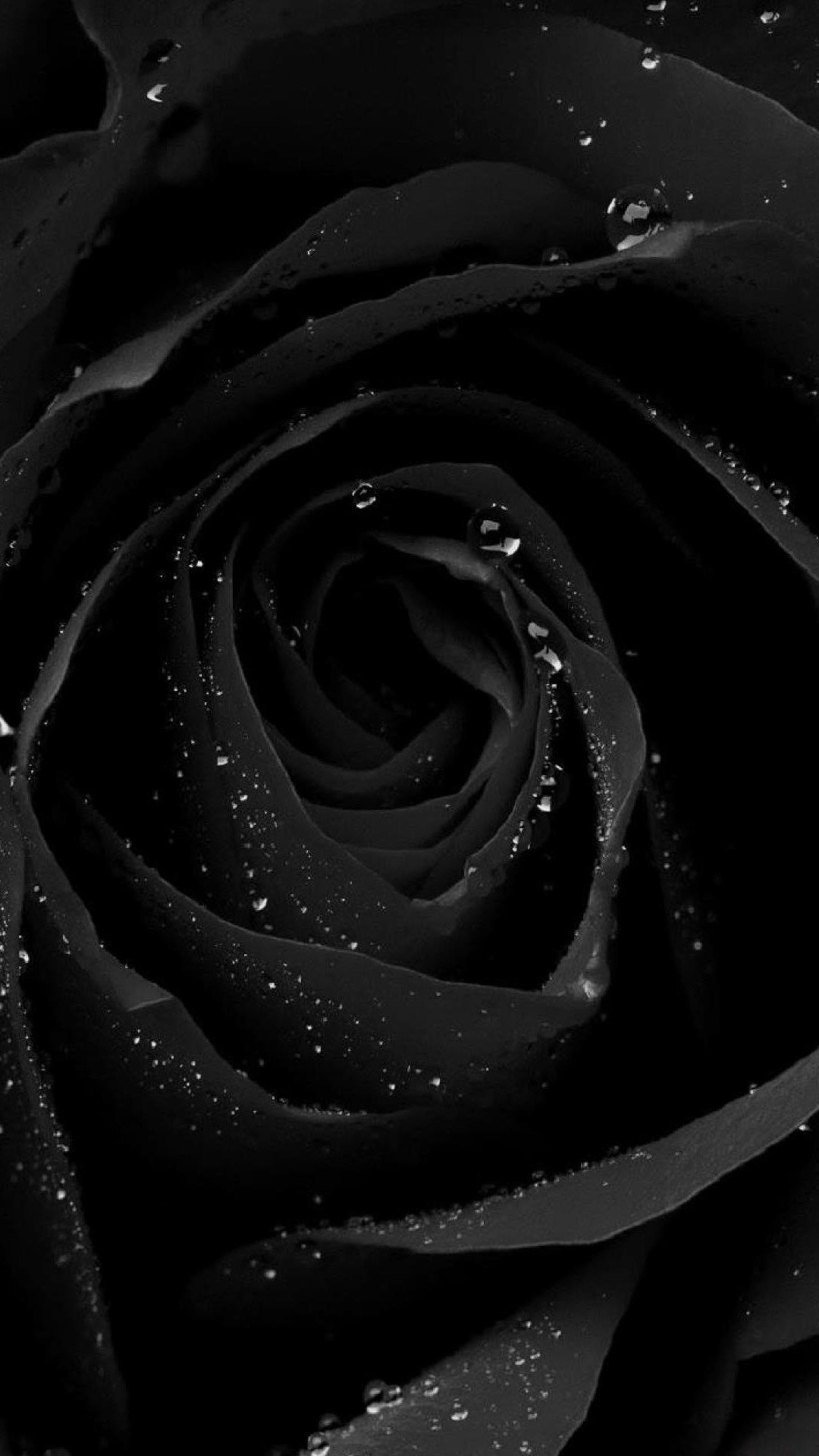 Close-up of a dark, velvety black rose with glistening water droplets, showcasing its intricate petals and elegant form