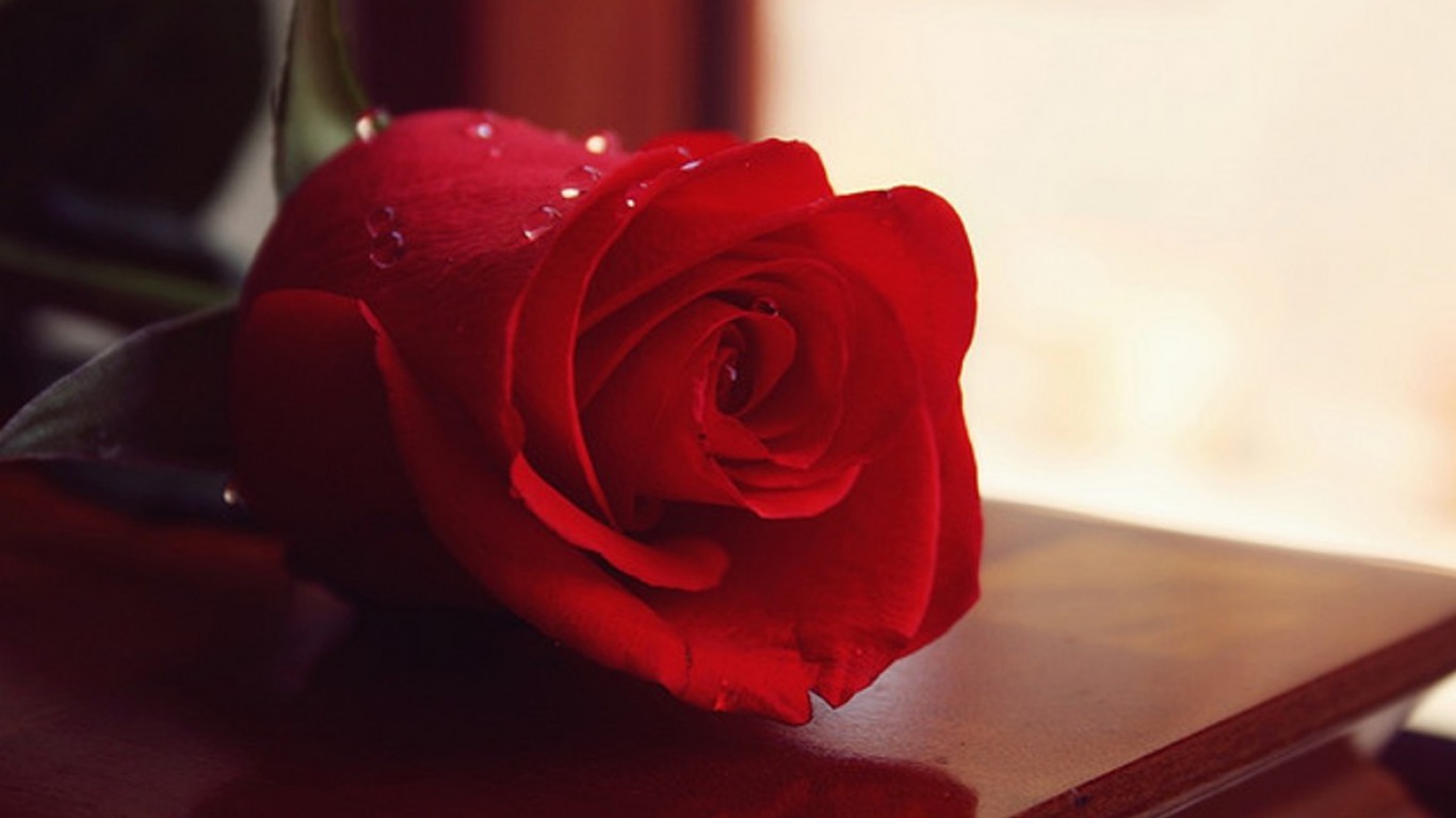 Love Top Happy Rose Day Shayari Poems In