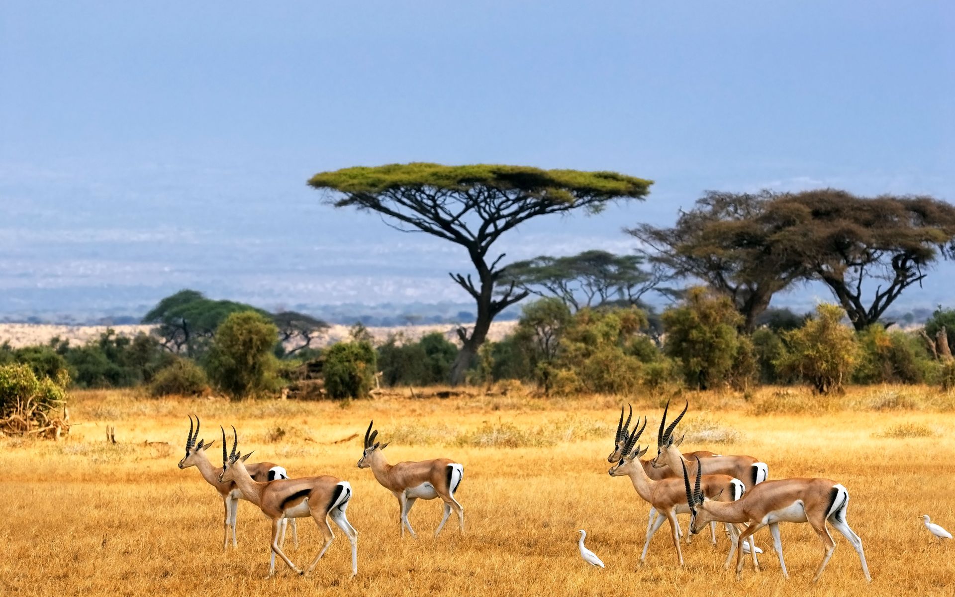 Savanna African Landscape Antelopes Safari Africa