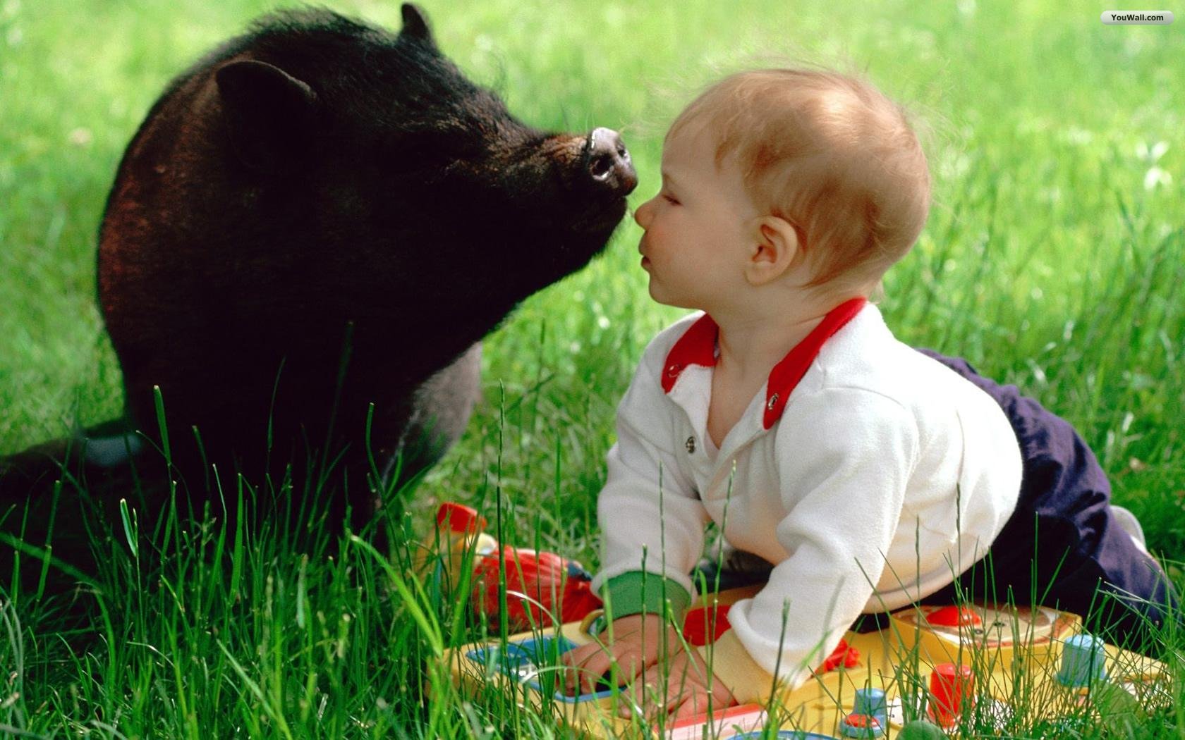 The Baby and The Pig Wallpaper   wallpaperwallpapersfree wallpaper
