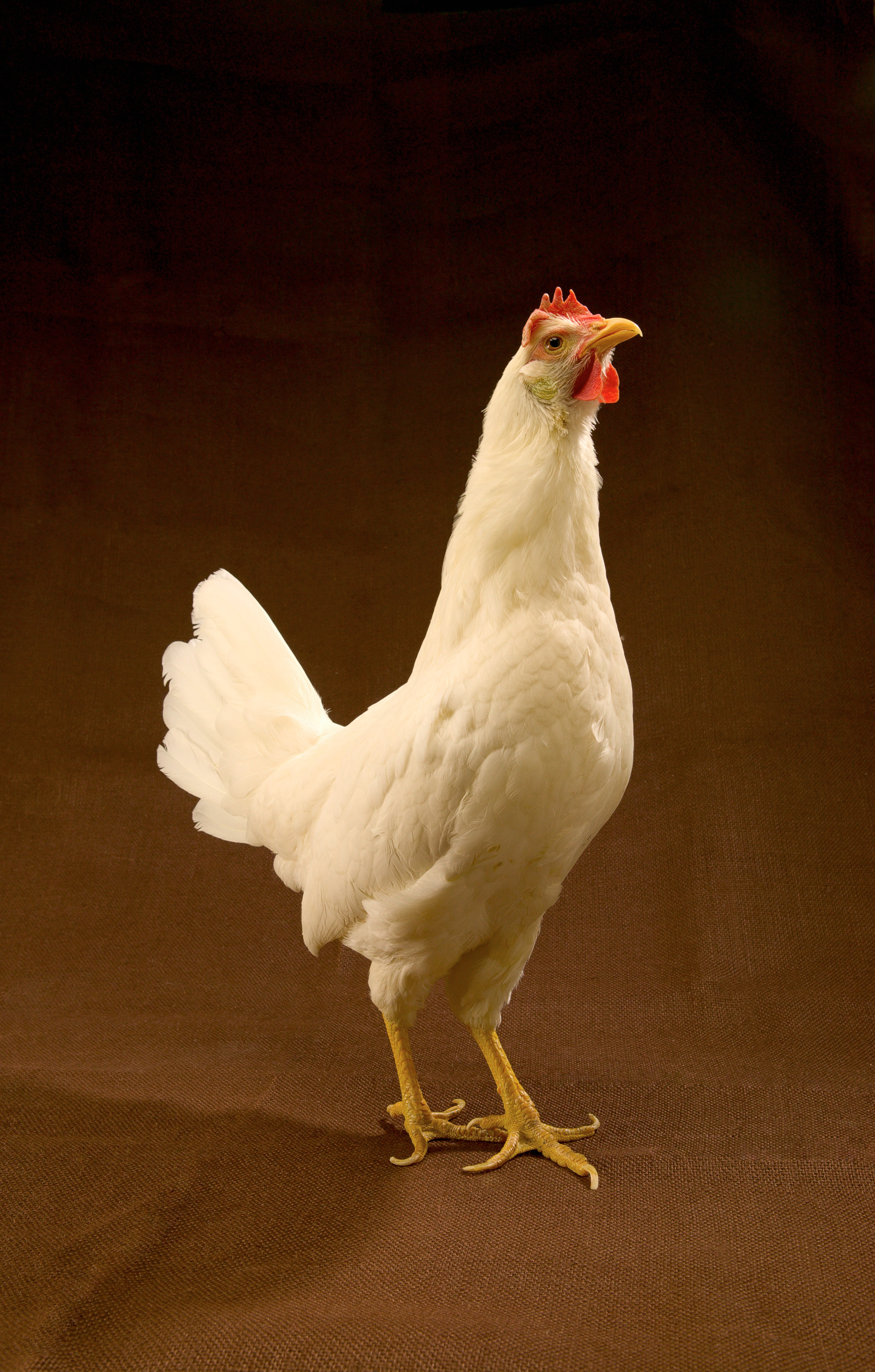 Indian White Chicken High Definition Widescreen Wallpaper