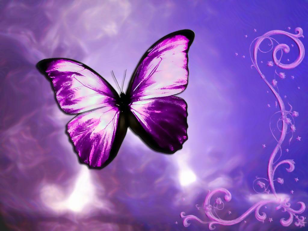 Yorkshire Beautiful Butterflies
