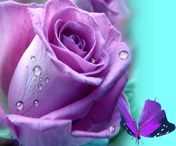 Purple Roses Live Wallpaper Beautiful Pictures Simple Animation
