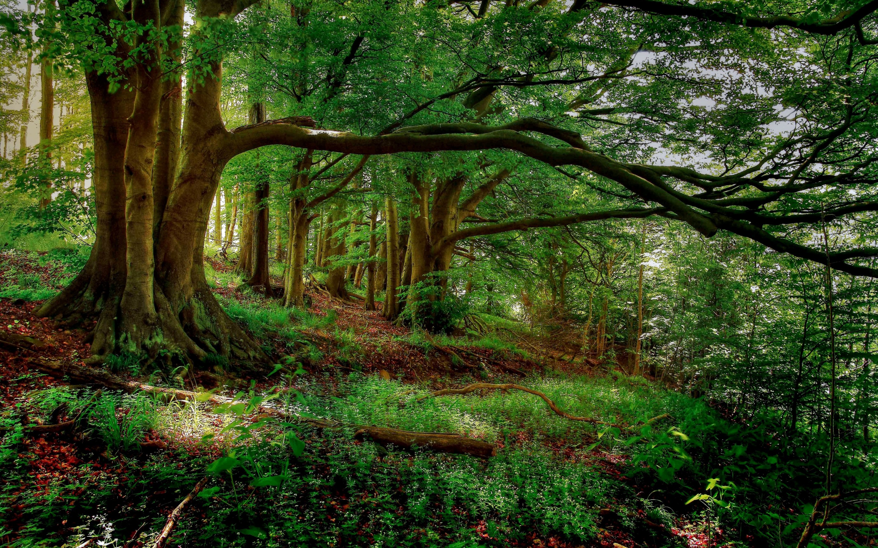 Hq Resolution Forest Background Feelgrafix