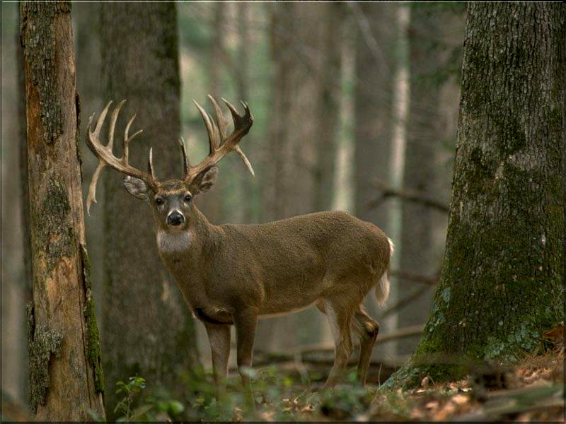 Source Url Wallpaper Searchrealm Deer Elk Deer5 Html