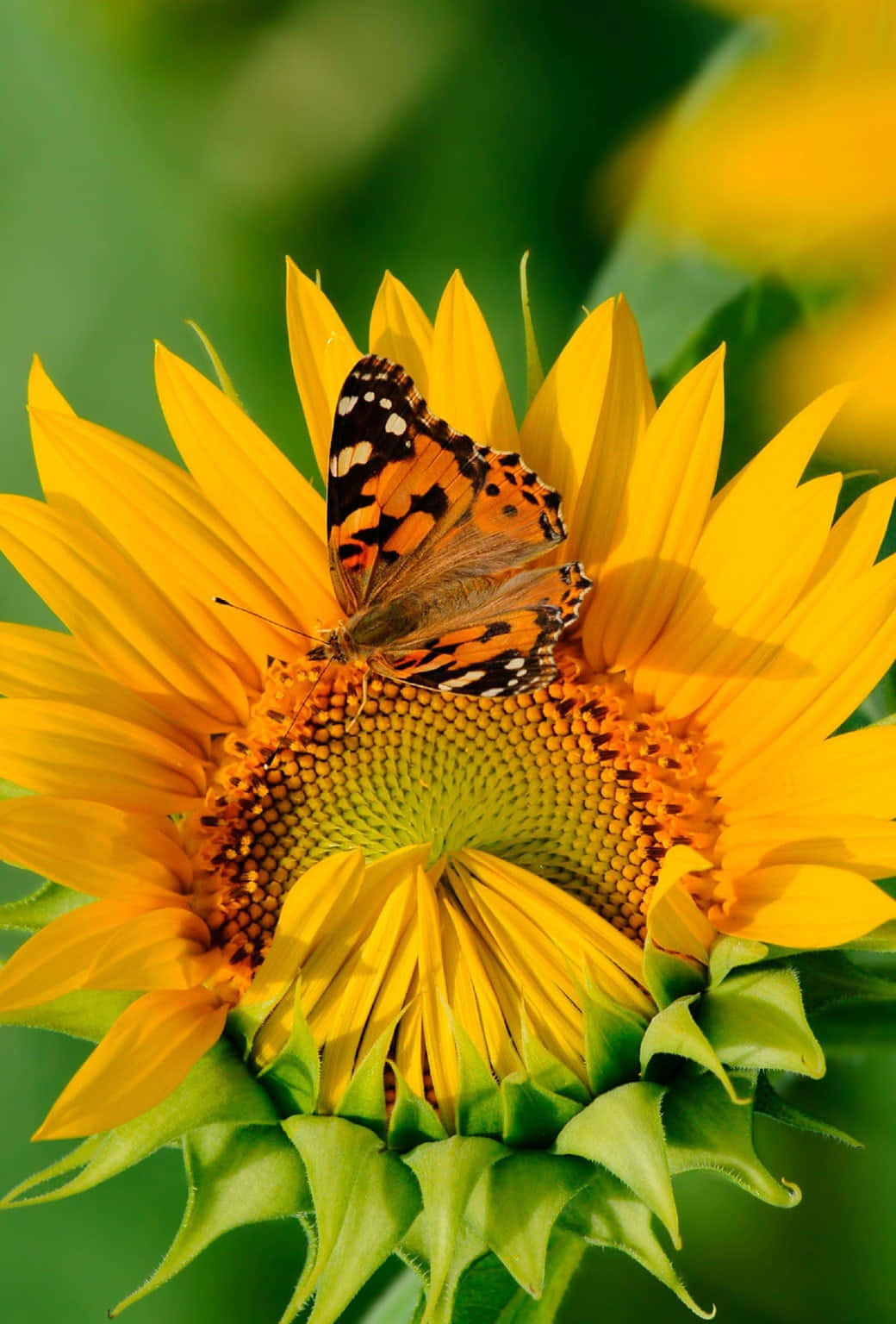 Sunflower Painted Lady Butterfly Wallpaper
