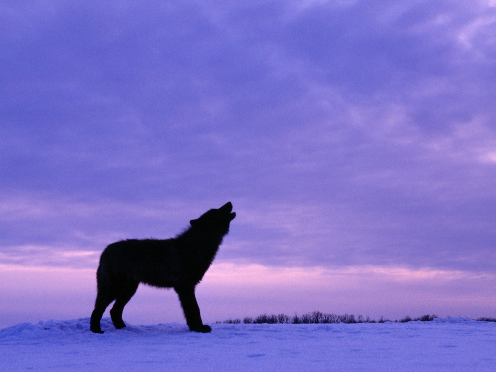 Howling Wolf Wallpaper HD Background