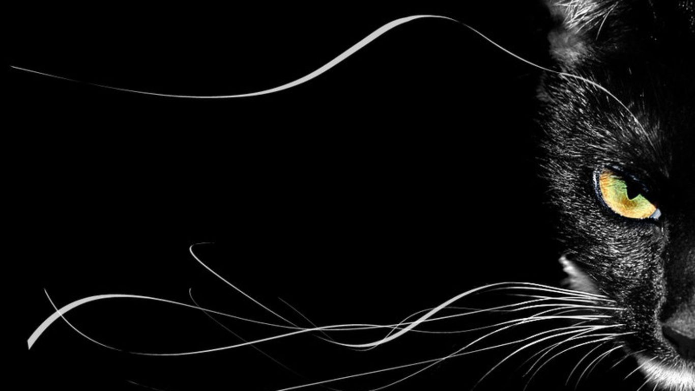 Black Cat Desktop Wallpaper Group