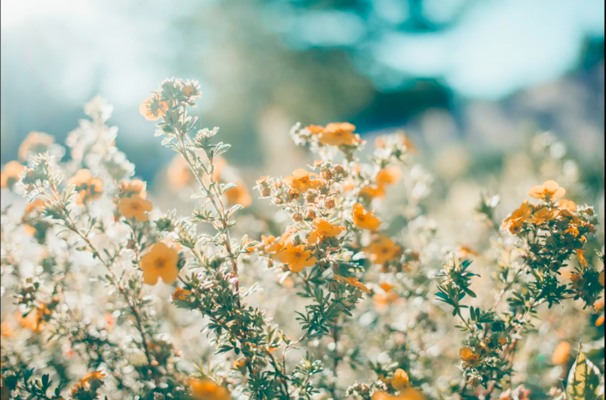 Spring Aesthetic Wallpaper On
