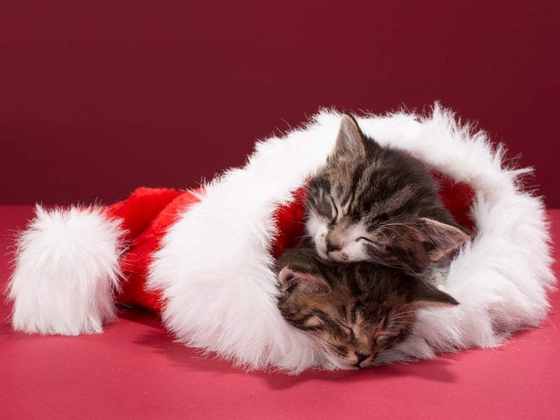  cat Sleeping christmas kittens Animals Cats HD Desktop Wallpaper