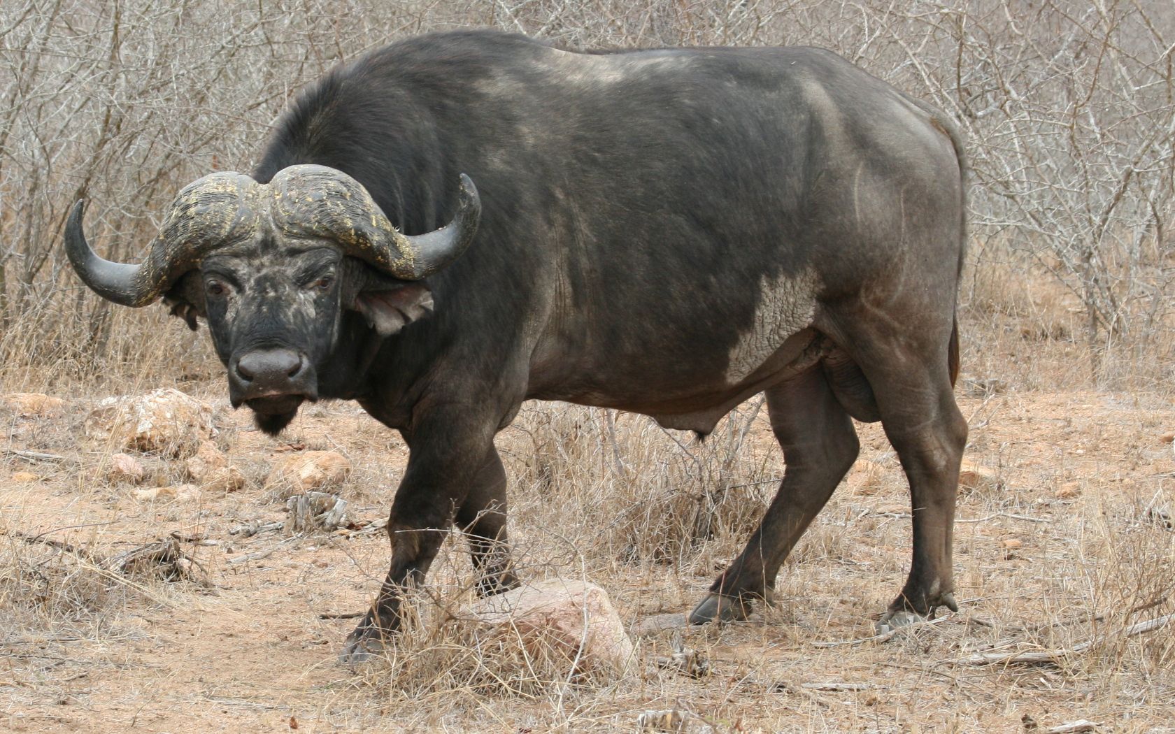 A large African buffalo standing in a dry field
