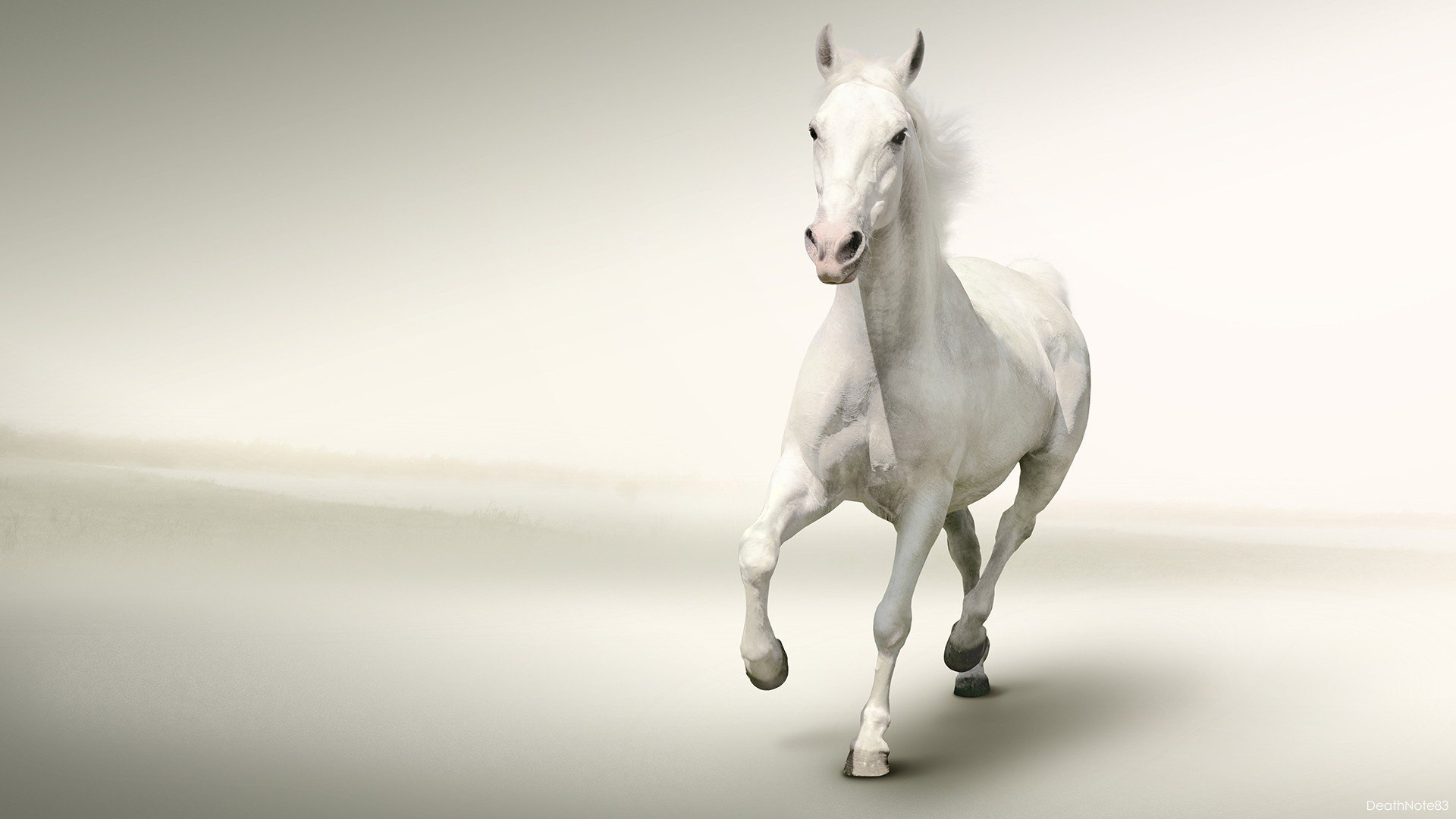 White Horse Running White Background HD Wallpaper Wallsevcom