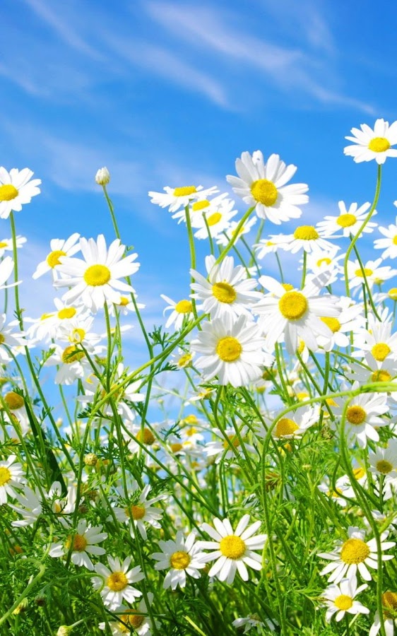 Summer Flowers Live Wallpaper Android Apps On Google Play