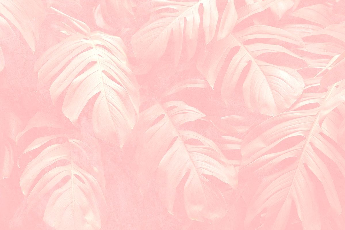 Crepe Pink Monstera Leaf Patterned Background Image By