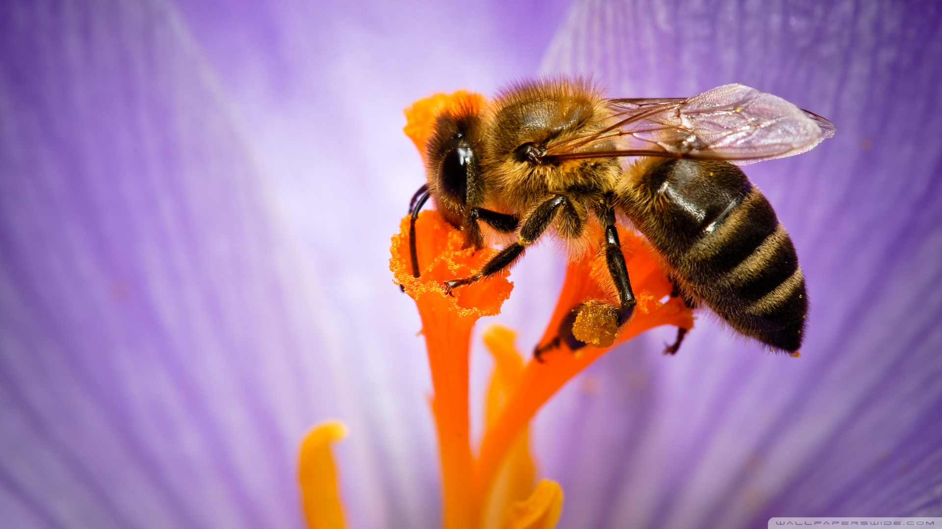 🔥 [50+] Honey Bee Wallpapers | WallpaperSafari