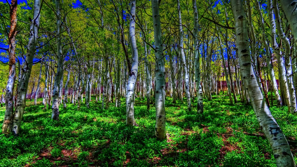 Free download Brimming With Birch wallpaper [969x545