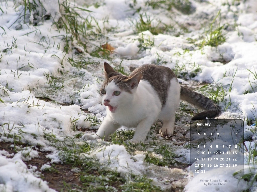 January Desktop Cat Wallpaper Calendar Click On Image To