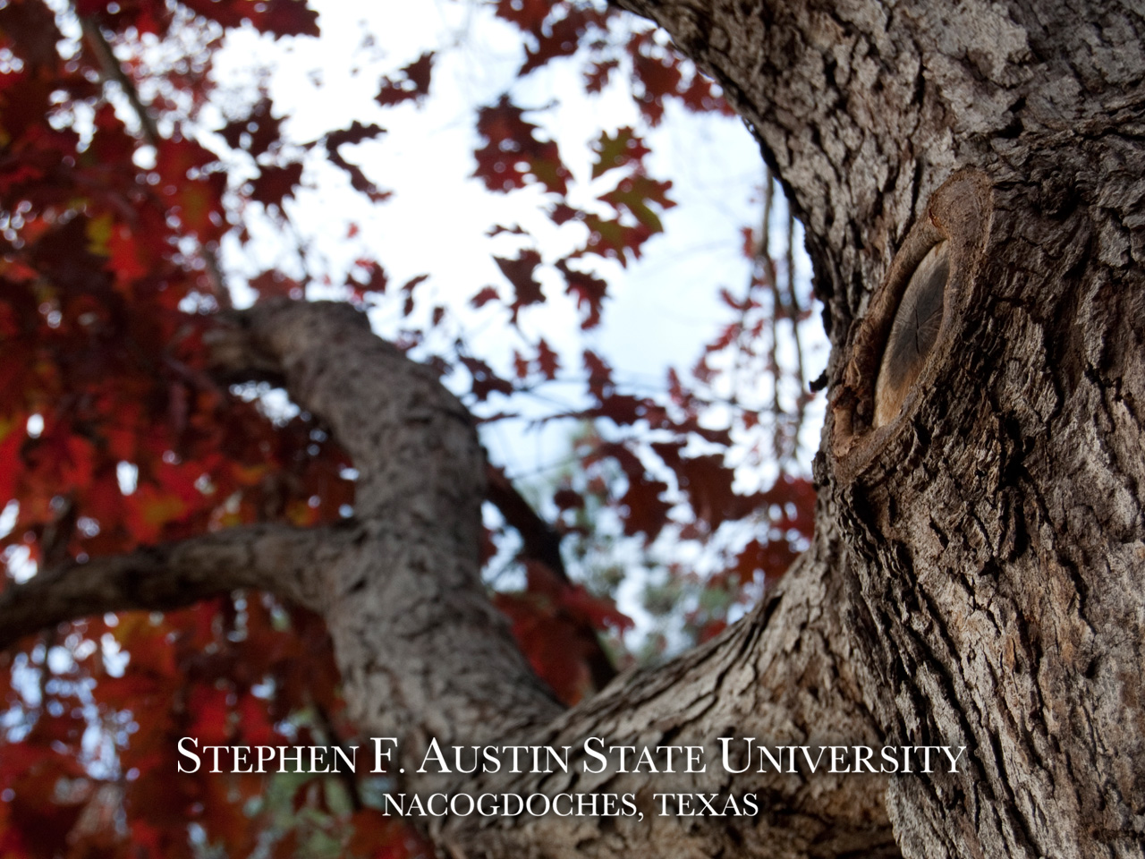 Give To Sfa Wallpaper