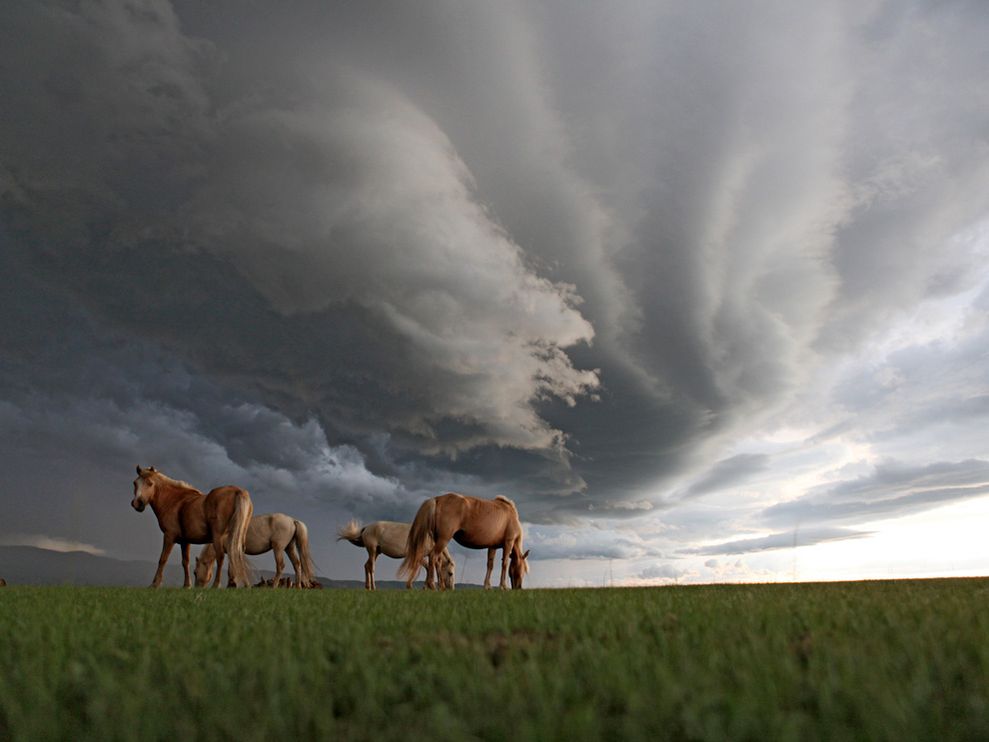 Grazing Horses Photo Landscape Wallpaper National Geographic