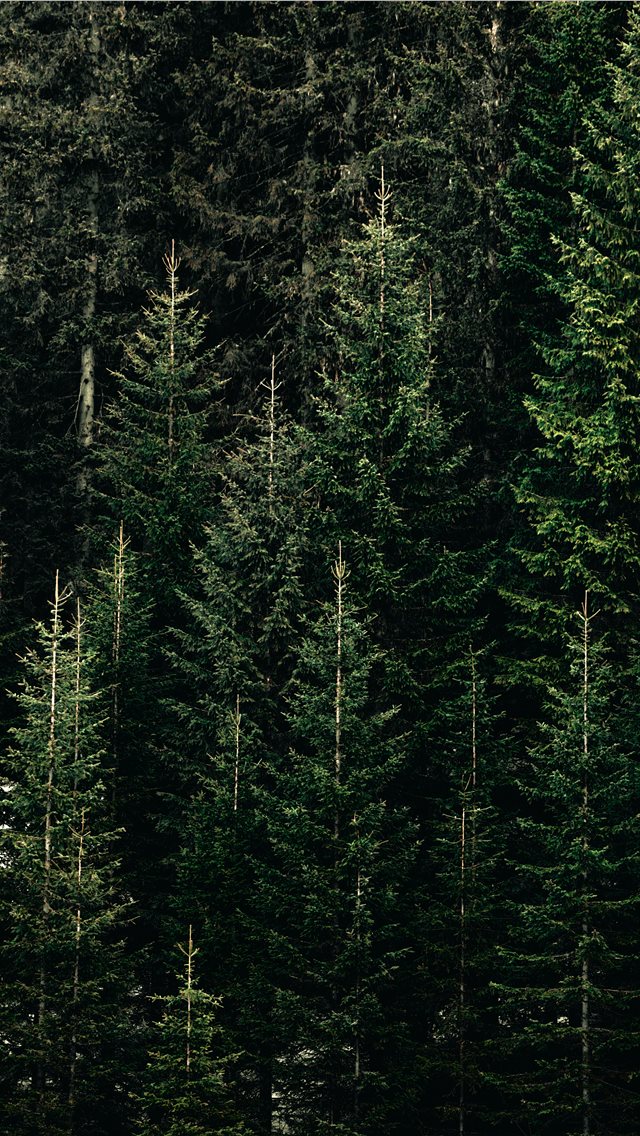 Best Trees iPhone HD Wallpaper