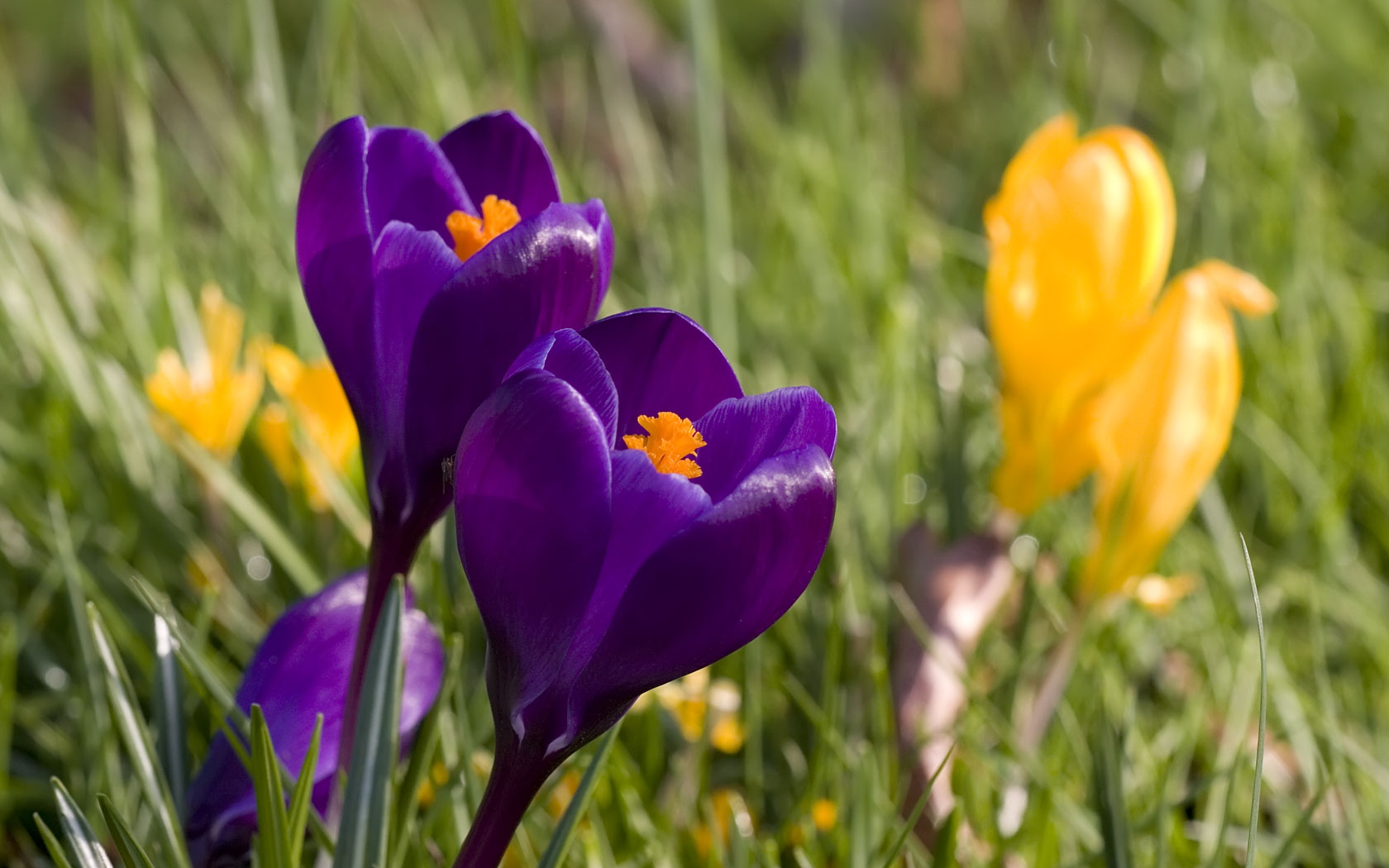  spring wallpapers category of free hd wallpapers spring screensavers
