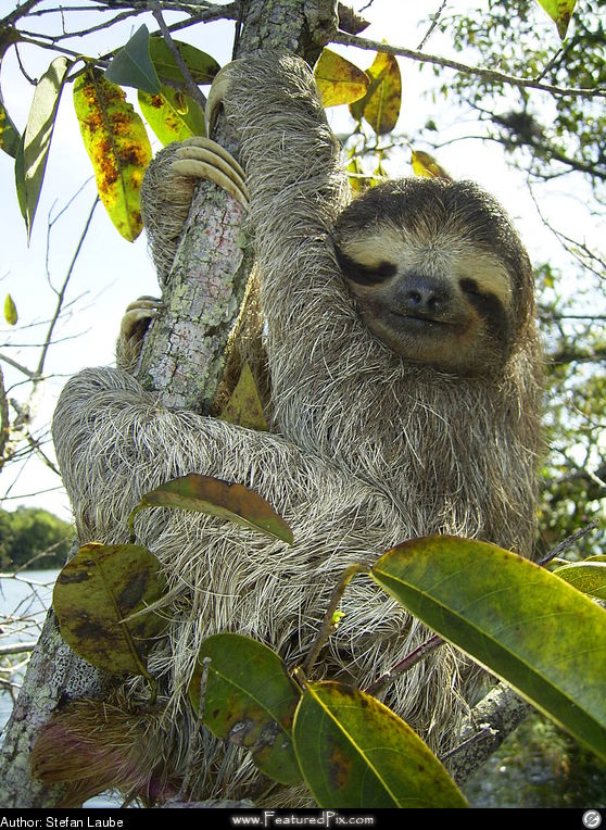 Three Toed Sloth Featured Wallpaper