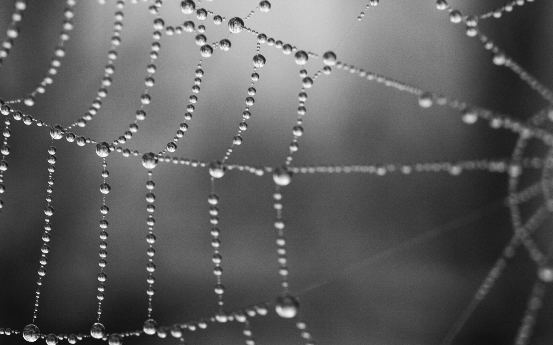 Web Spider Grey Wallpaper Background