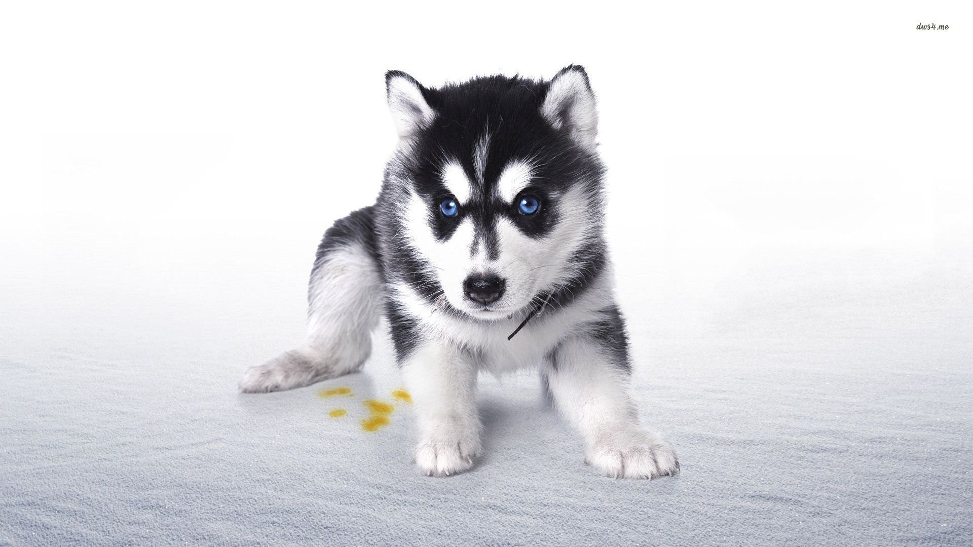 Husky Wallpaper Desktop Puppy Animal