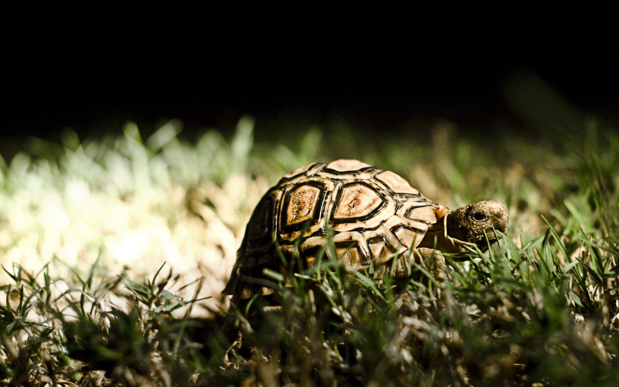 Favorite Tortoise Photos G Sfdcy