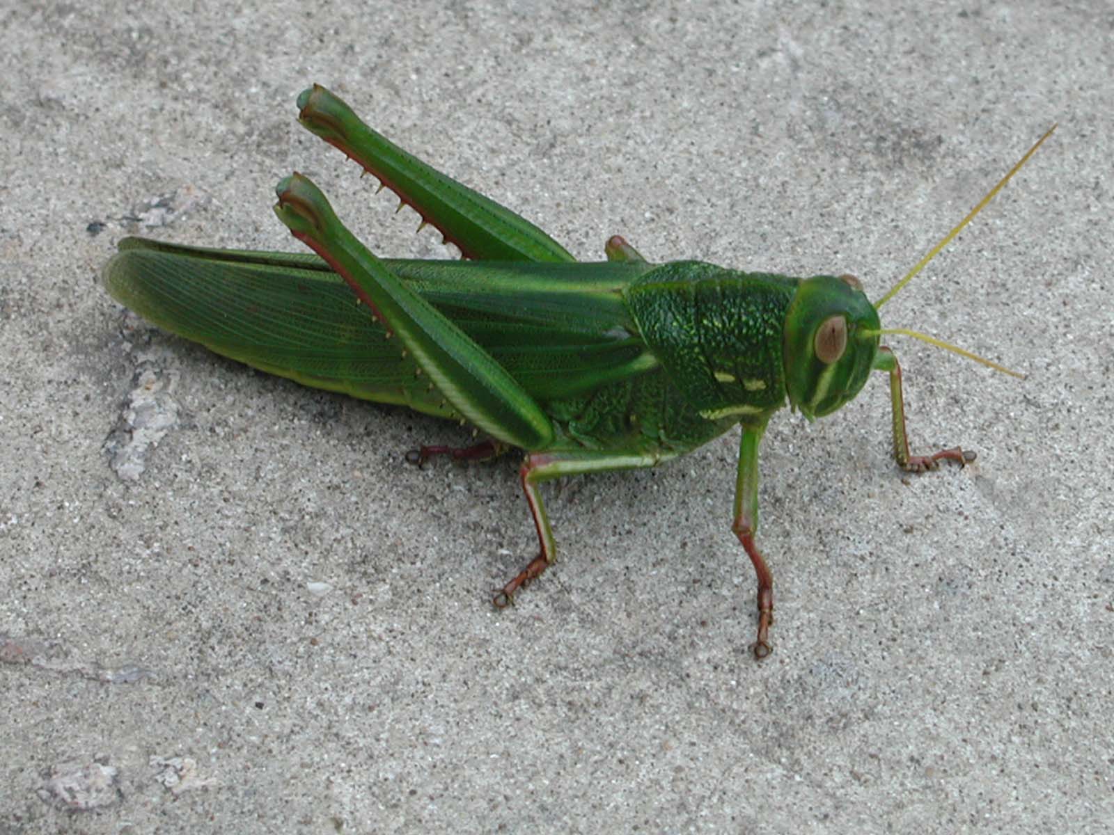 Grasshopers Wallpaper