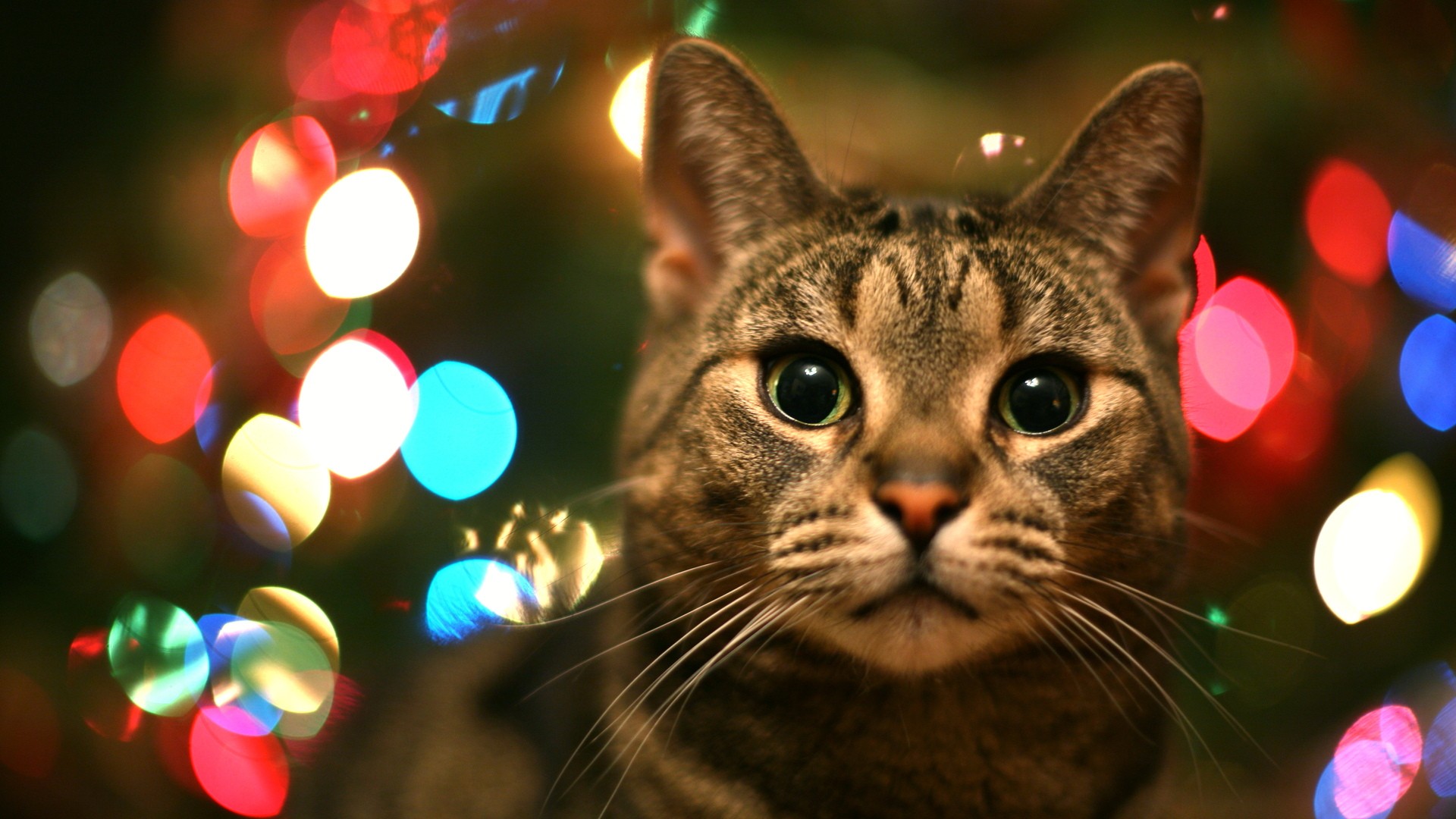 Tabby Cat In Christmas Lights High Quality Wallpaper