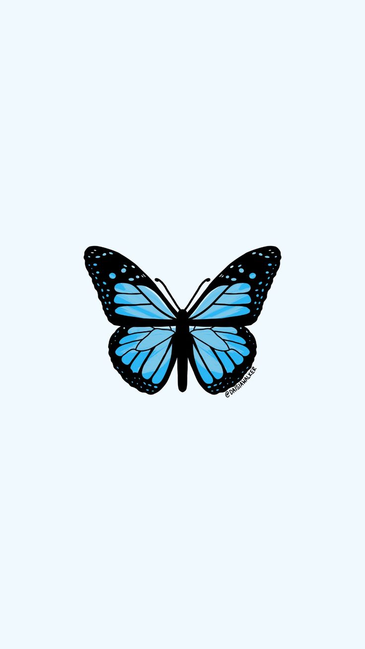 Light Blue Butterfly Blue butterfly wallpaper Butterfly