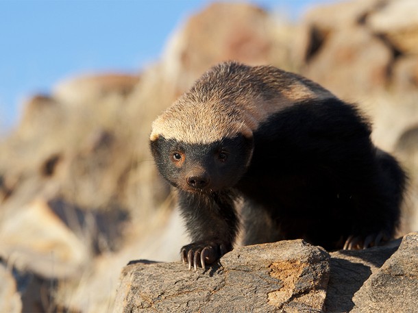 Published Nov An Orphaned Honey Badger S Journey To Bee