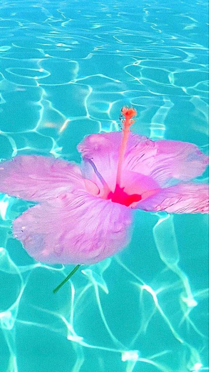 A Pink Flower Floating In The Water Wallpaper
